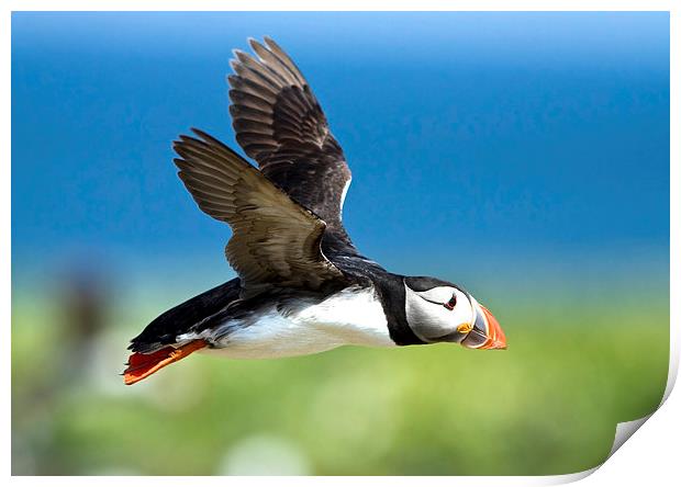 Flying Puffin Print by Martin Kemp Wildlife