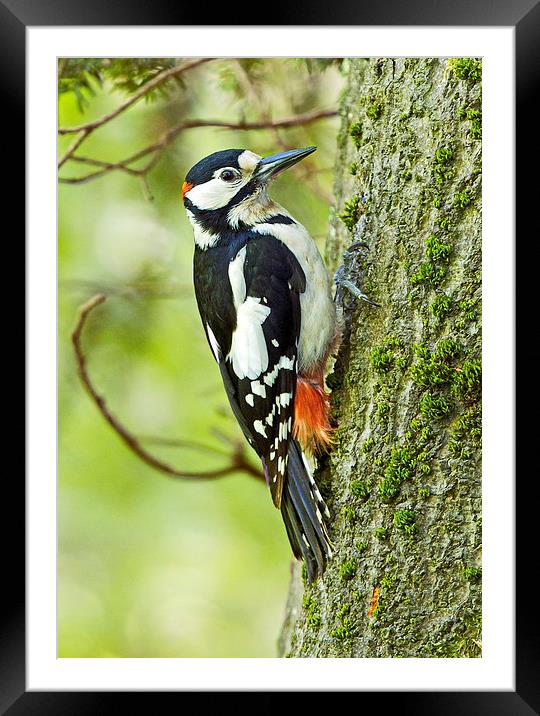 Great Spotted Woodpecker Framed Mounted Print by Martin Kemp Wildlife
