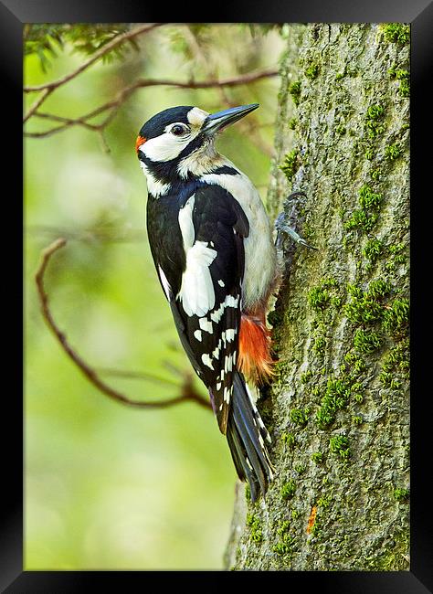 Great Spotted Woodpecker Framed Print by Martin Kemp Wildlife
