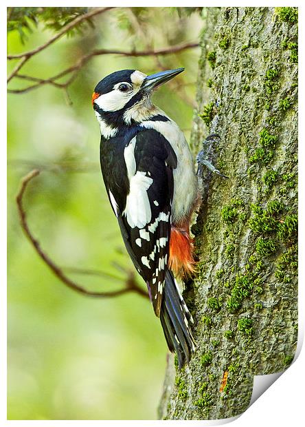 Great Spotted Woodpecker Print by Martin Kemp Wildlife