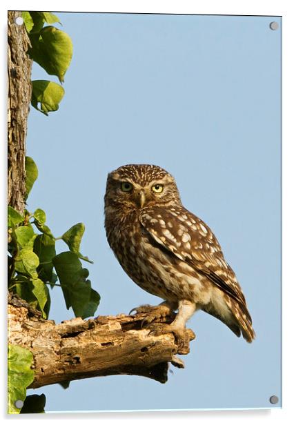 Perching Owl Acrylic by Martin Kemp Wildlife