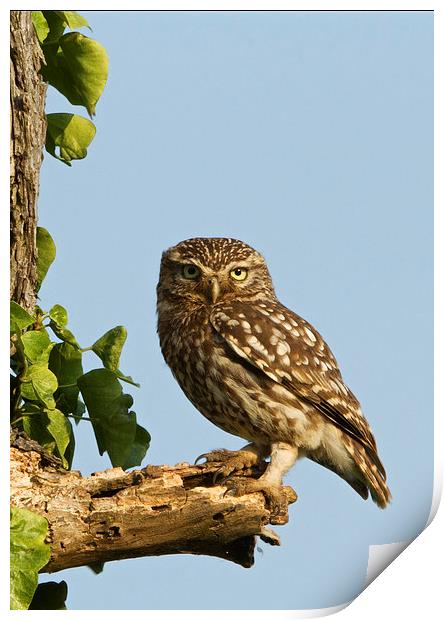 Perching Owl Print by Martin Kemp Wildlife