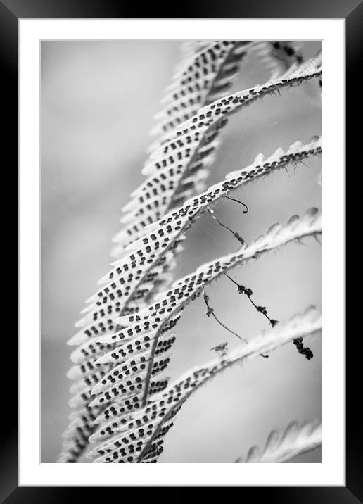 Fern Study Framed Mounted Print by Wendy Cooper