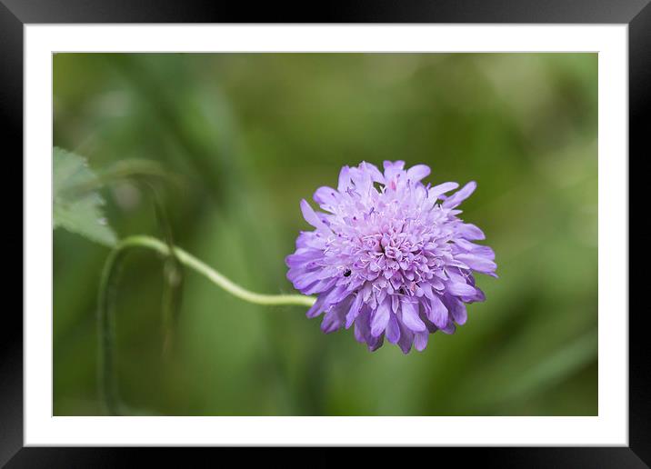 Simple Mauve Framed Mounted Print by Wendy Cooper