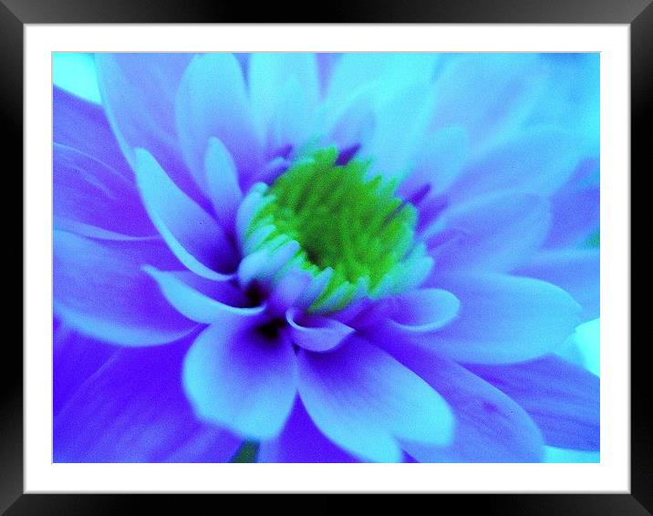 Blue Chrysanthemum Framed Mounted Print by james richmond