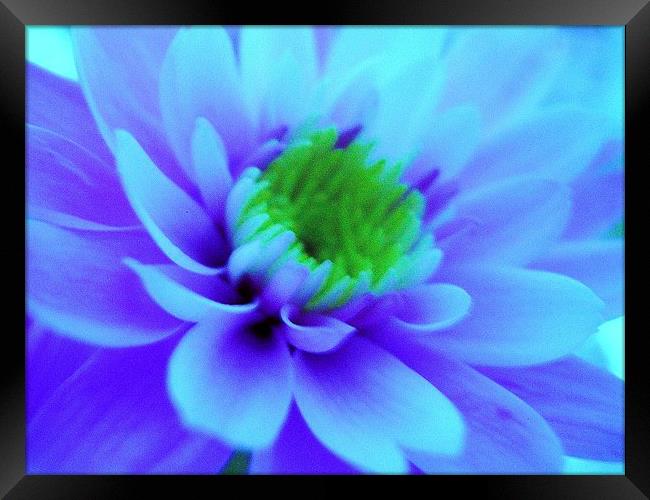 Blue Chrysanthemum Framed Print by james richmond
