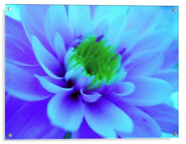 Blue Chrysanthemum Acrylic by james richmond