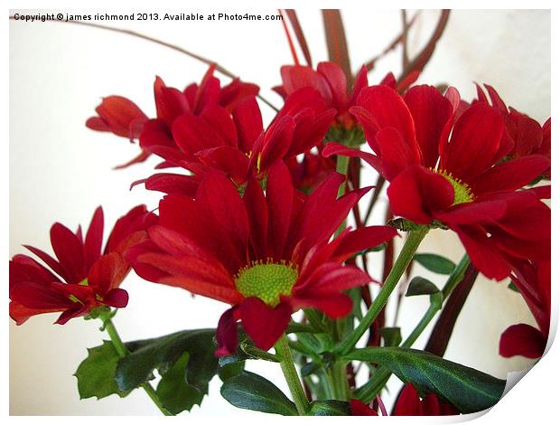 Red Chrysanthemums Print by james richmond