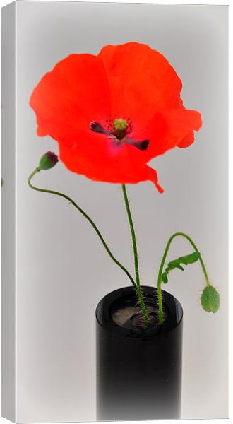 poppys Canvas Print by sue davies