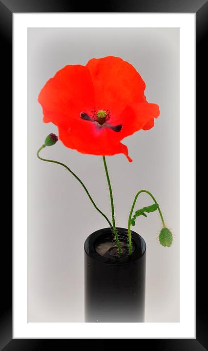 poppys Framed Mounted Print by sue davies