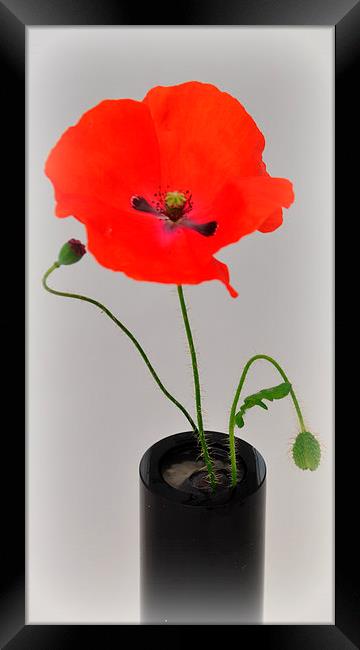 poppys Framed Print by sue davies