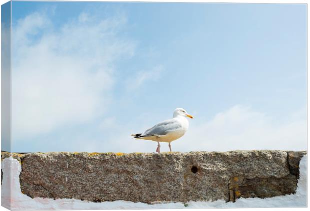 Seagull on a wall Canvas Print by Roger Byng