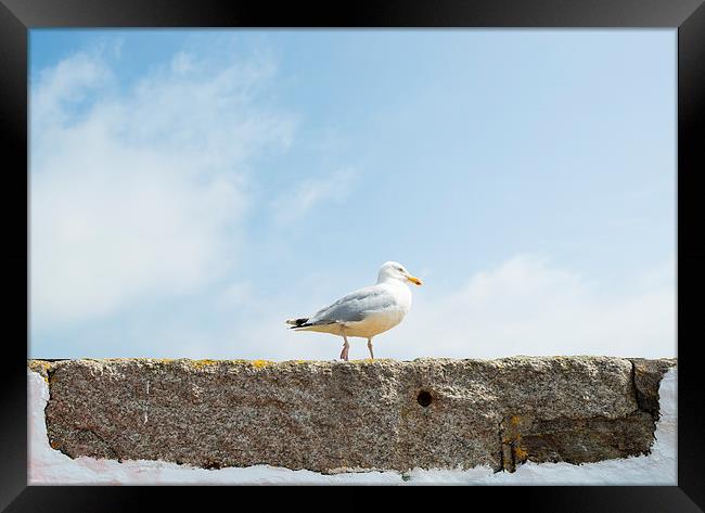 Seagull on a wall Framed Print by Roger Byng