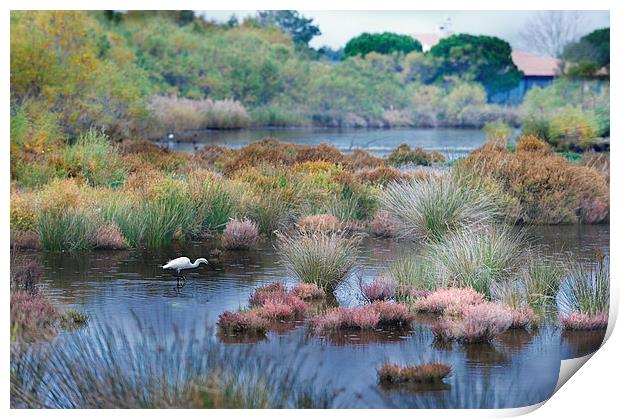 Egret on Camargue marsh France Print by Jean Gill