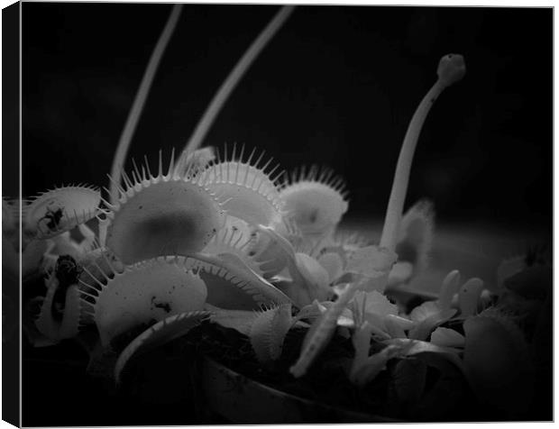 Infrared Venus Fly Trap Canvas Print by Philip Pound