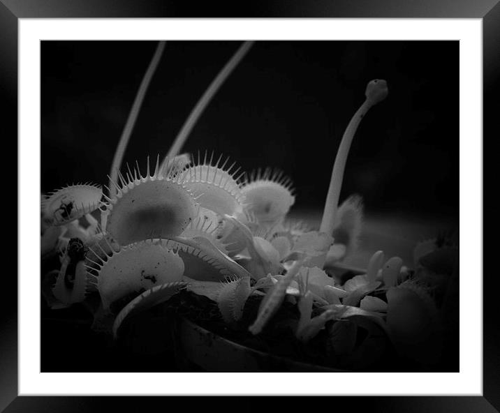 Infrared Venus Fly Trap Framed Mounted Print by Philip Pound