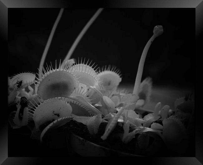 Infrared Venus Fly Trap Framed Print by Philip Pound