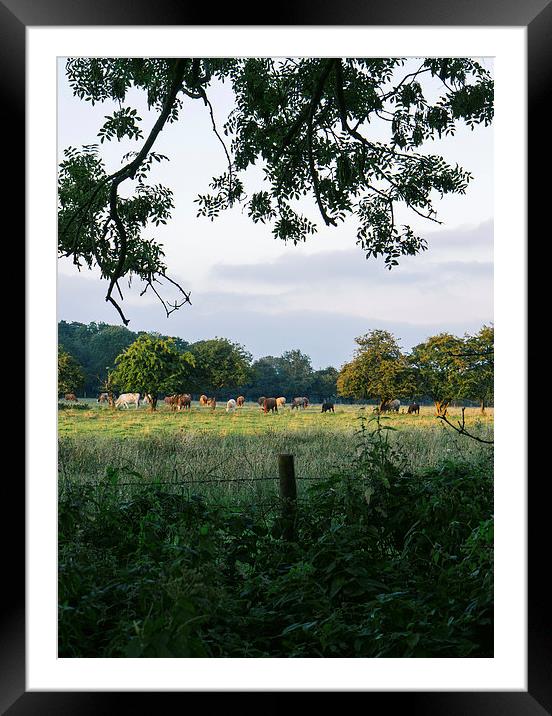 Late evening, cattle grazing on rural farmland. Framed Mounted Print by Liam Grant