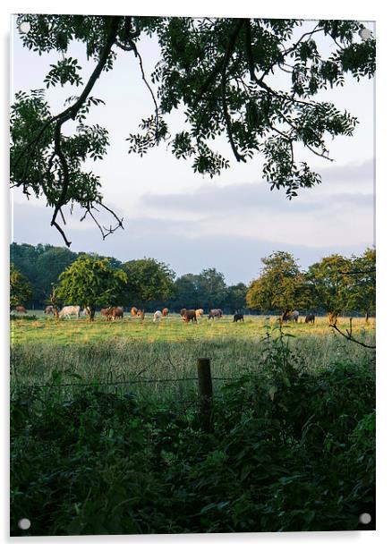 Late evening, cattle grazing on rural farmland. Acrylic by Liam Grant