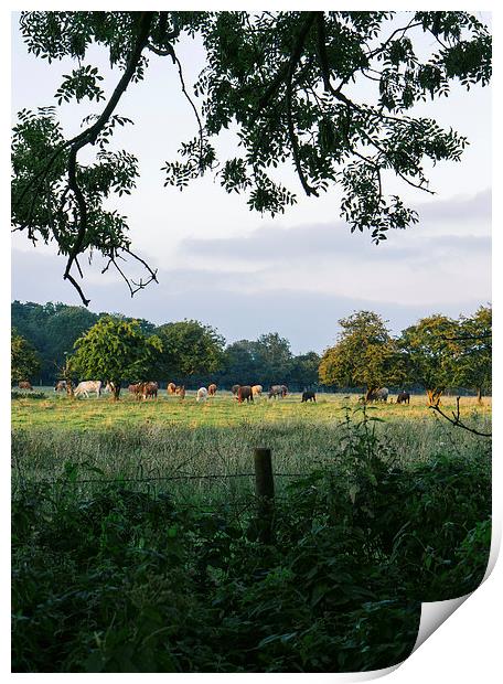 Late evening, cattle grazing on rural farmland. Print by Liam Grant