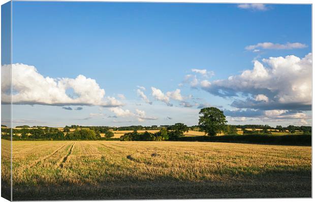Evening light over rural countryside. Canvas Print by Liam Grant
