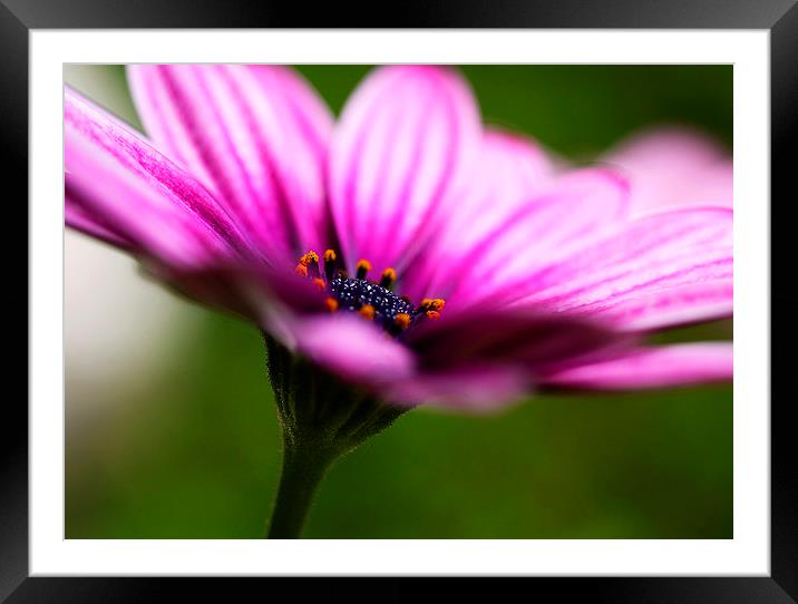 Colourful Purple Heart of Flower Framed Mounted Print by Adam Payne