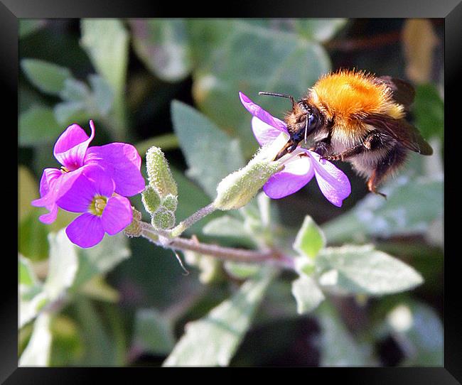 BEE CAREFUL! Framed Print by Mal Taylor Photography