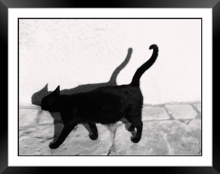 Cat walk Framed Mounted Print by Livia Ivanovici