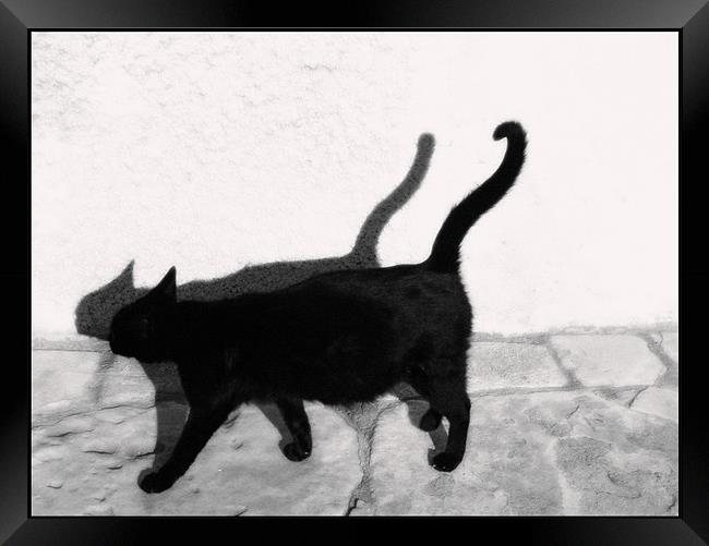 Cat walk Framed Print by Livia Ivanovici
