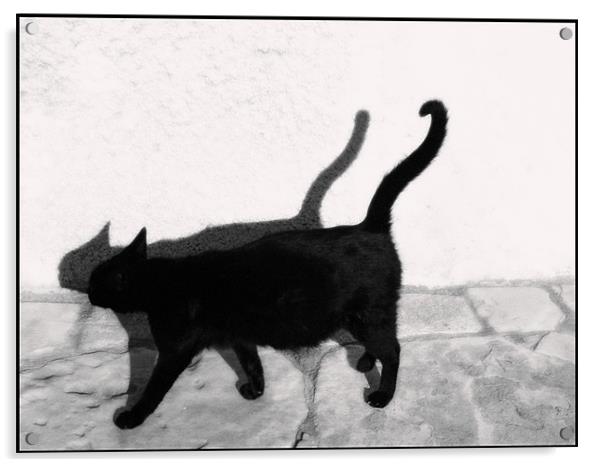 Cat walk Acrylic by Livia Ivanovici