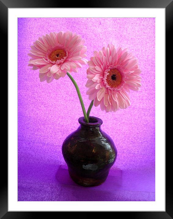 Two Pink Gerbera Framed Mounted Print by james richmond