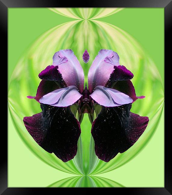 Abstract Iris flower Framed Print by Ruth Hallam