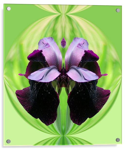 Abstract Iris flower Acrylic by Ruth Hallam