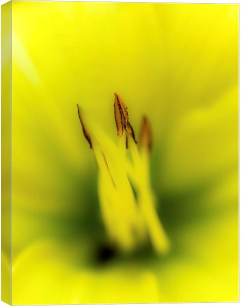 Yellow Lily Canvas Print by Gareth Burge Photography