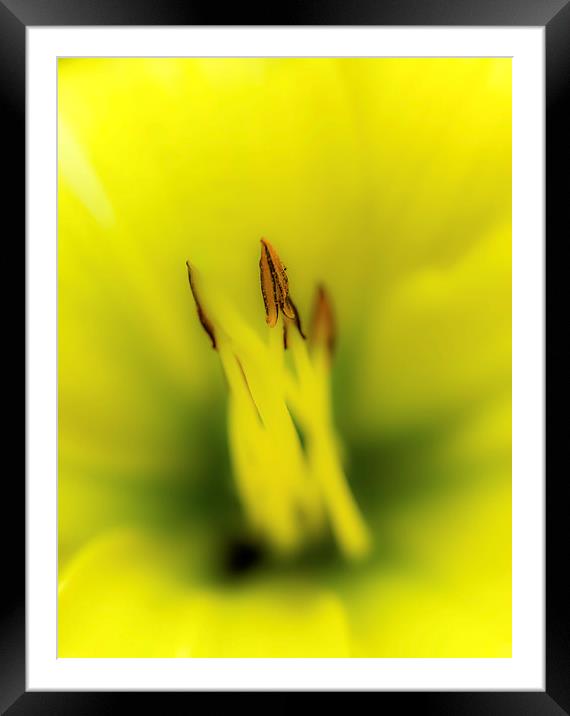 Yellow Lily Framed Mounted Print by Gareth Burge Photography