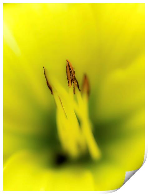 Yellow Lily Print by Gareth Burge Photography