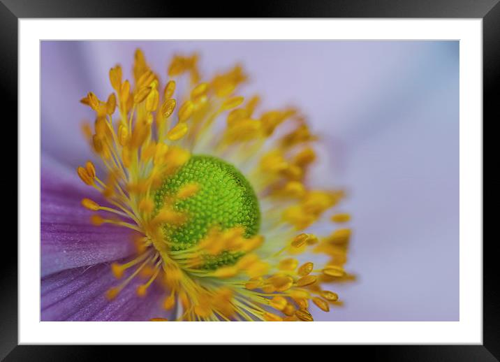 Purple Pastel Daisy Framed Mounted Print by Gareth Burge Photography