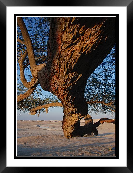 Tree of Life, Bahrain Framed Mounted Print by Art Magdaluyo