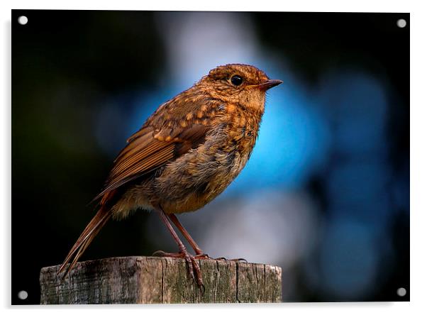 Juvenile Robin Acrylic by Macrae Images