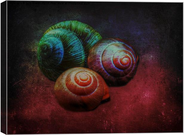 Shells Canvas Print by Kim Slater