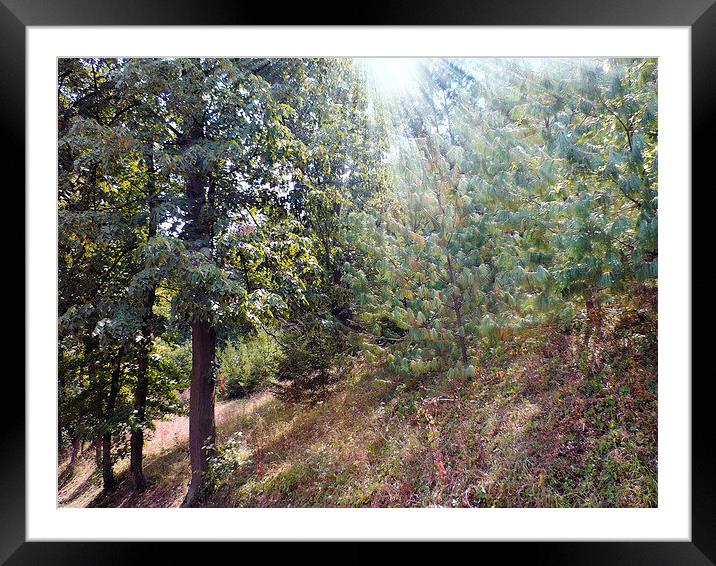 2161-sunlight Framed Mounted Print by elvira ladocki