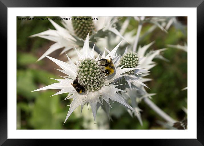 Ghostly Eryngium Giganteum: Floral Enchantment Framed Mounted Print by Steven Dale