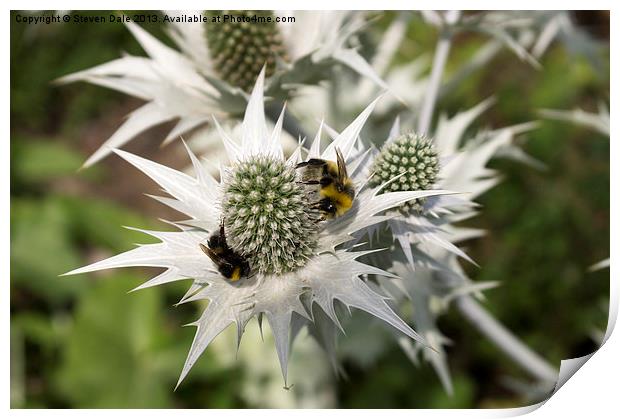 Ghostly Eryngium Giganteum: Floral Enchantment Print by Steven Dale