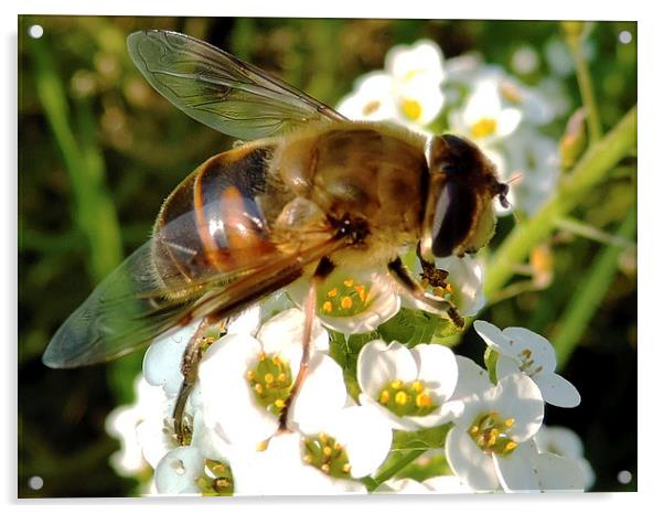 2162-bee on the flowers Acrylic by elvira ladocki