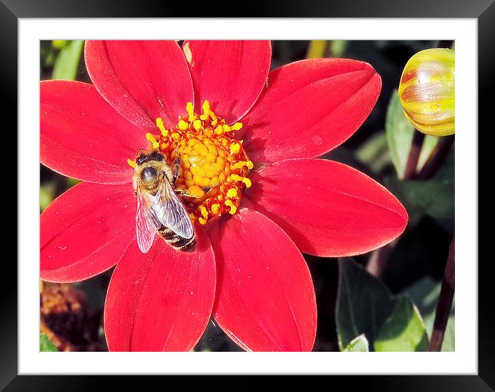 2164-insect on the dahlia Framed Mounted Print by elvira ladocki