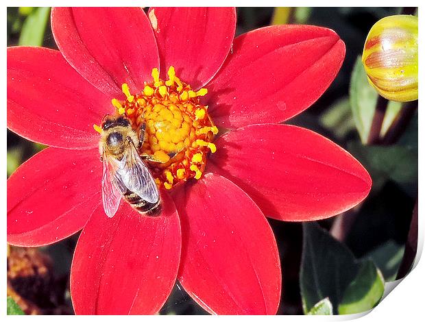 2164-insect on the dahlia Print by elvira ladocki