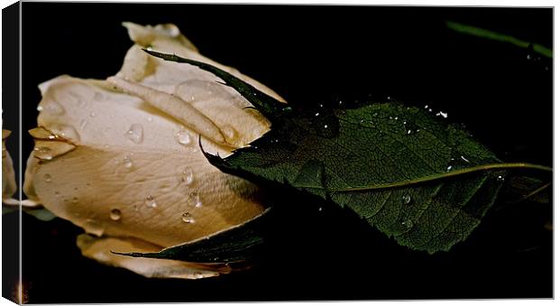 Tears of the white rose Canvas Print by Sue Bottomley