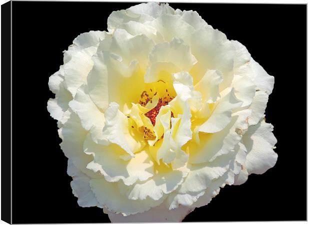 2168-white rose Canvas Print by elvira ladocki
