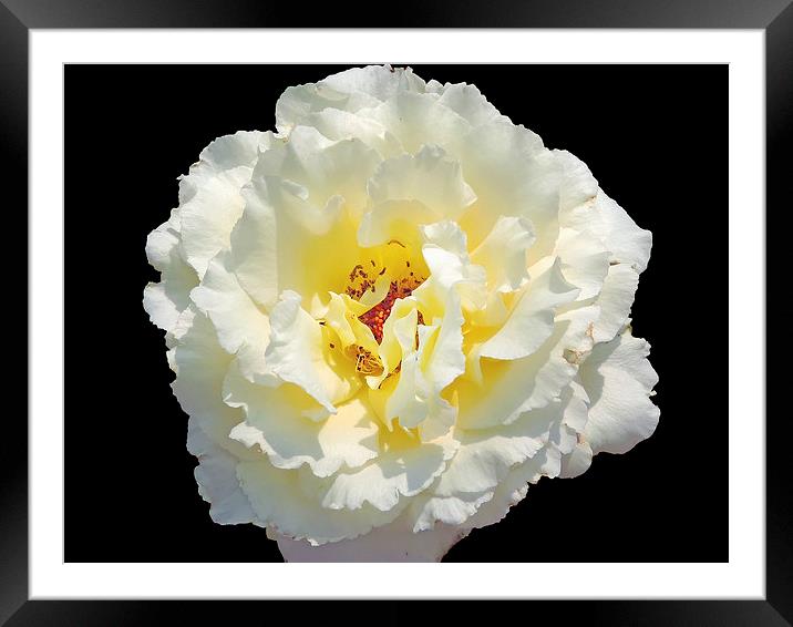 2168-white rose Framed Mounted Print by elvira ladocki