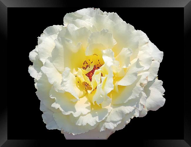 2168-white rose Framed Print by elvira ladocki